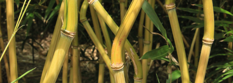 České bambusy