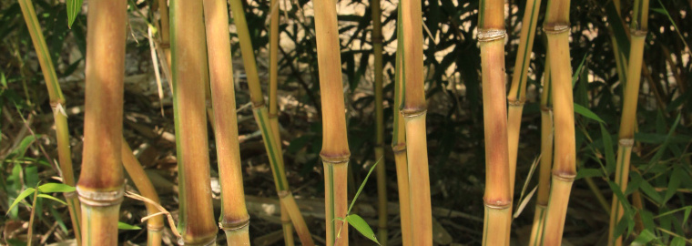 České bambusy